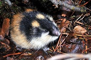 Lemming