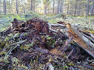 Tree stump