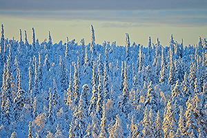 Spruce forest near Saariselkä