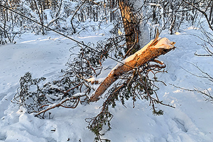 Tree branch fell on an antenna wire
