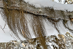 Beard moss on a tree