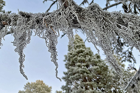 Usnea on tree branches