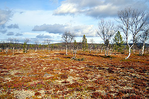 Fall colors on the ground