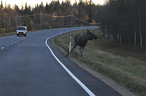 Moose on roadside
