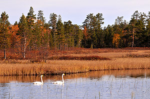 Swan lake