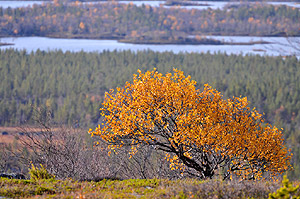 Yellow birch on Palovaara