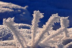 Frozen grass