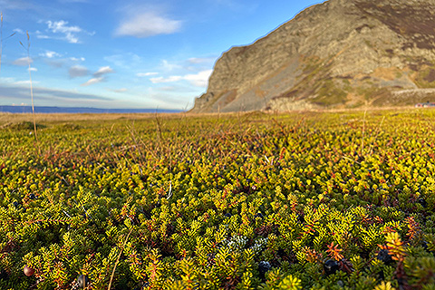 Crowberries at Store Molvik