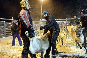 Reindeer in churn
