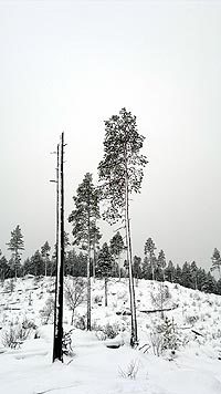 Tree trunks