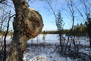 Birch burl