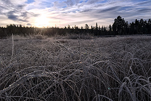 Frost on the ground