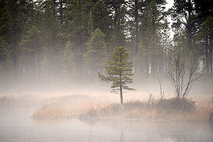 A foggy morning