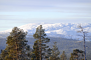 Joenkielinen in the Lemmenjoki National Park