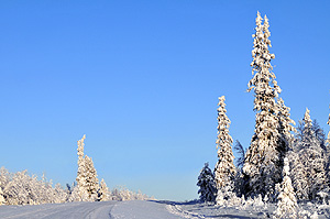 spruce