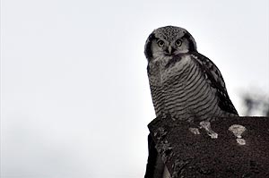 Northern Hawk-Owl