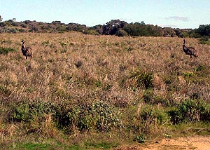 Emus