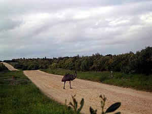 Emu