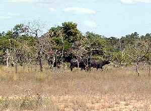 Buffalo