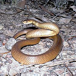 Taipan