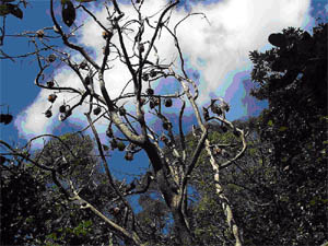 Trees