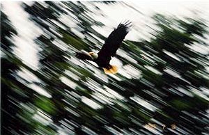 Eagle