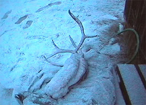 Reindeer as locals see them