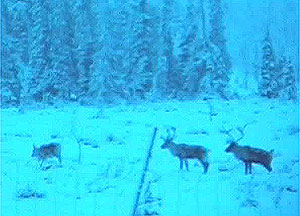 Reindeer as visitors see them