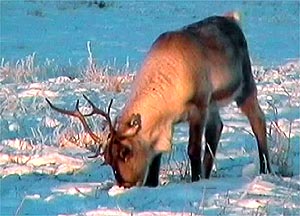 Reindeer