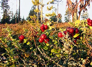 Lingonberries
