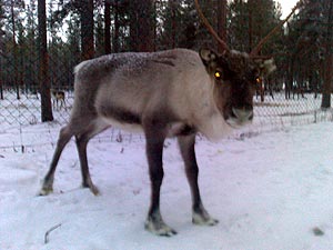 Reindeer