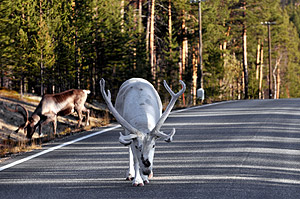 Reindeer charging