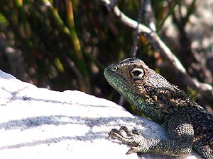 lizard