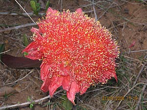 Local flower