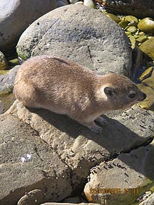 Dassie