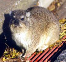 Dassie
