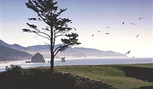 Grayland coast